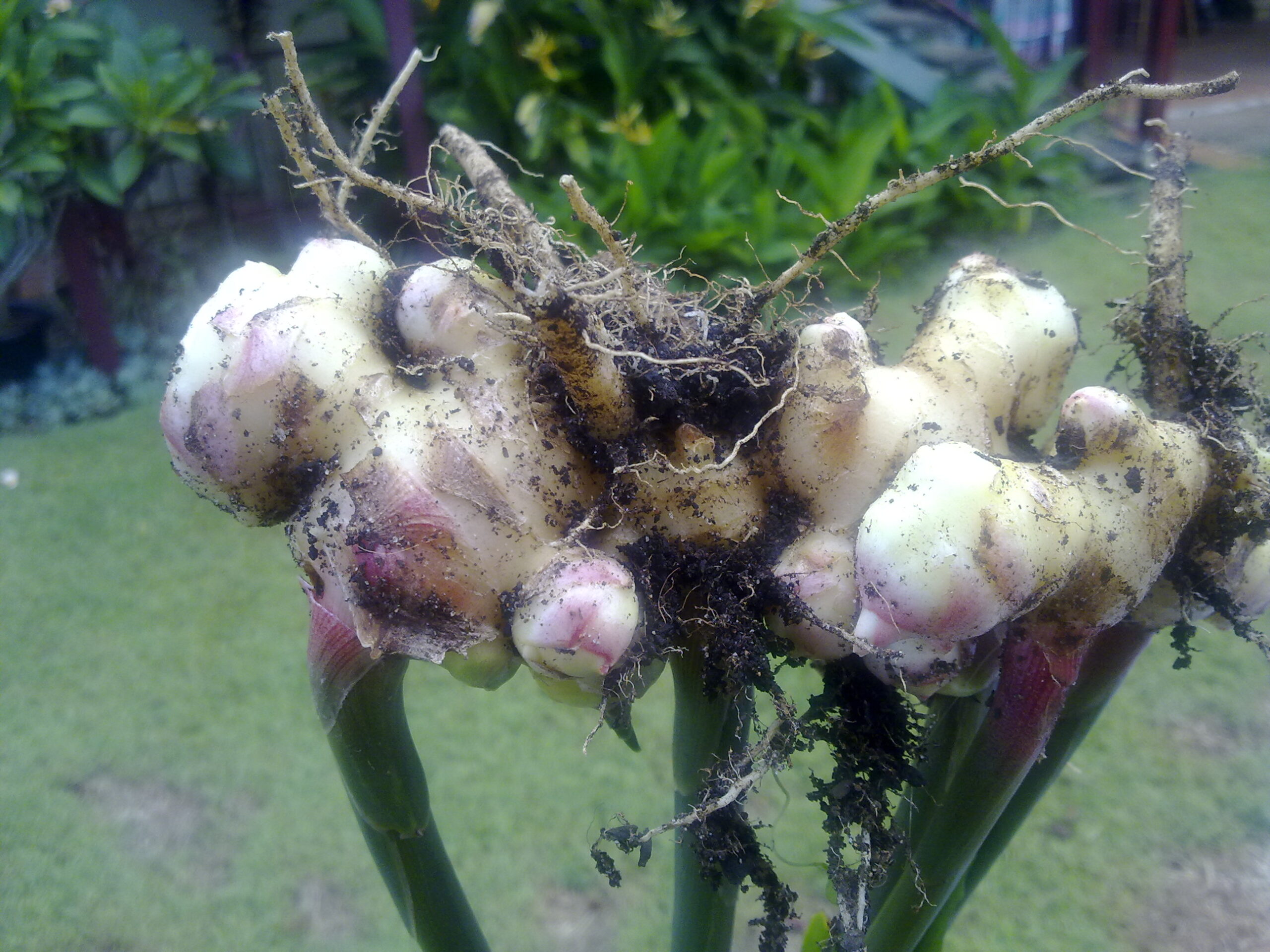 How to grow organic ginger